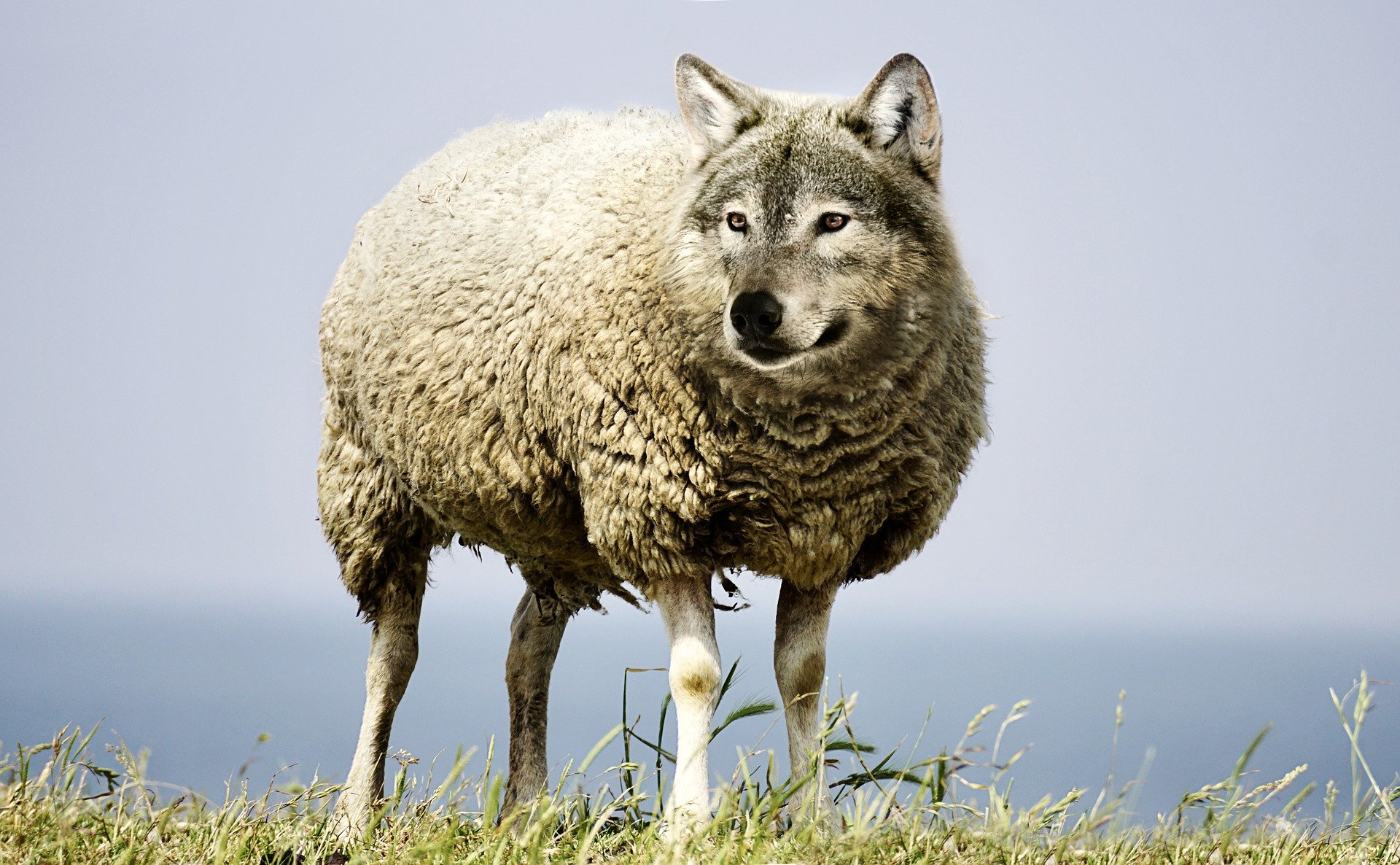 EIA-1-wolf-in-sheeps-clothing-2577813_1920